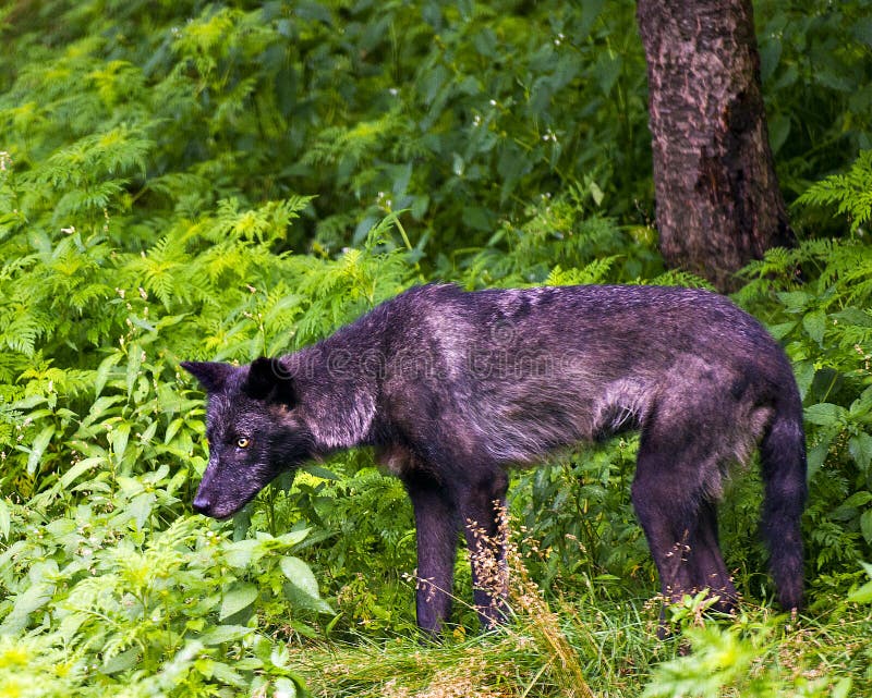 Featured image of post Lobo Negro Foto De Perfil Sabes su nombre no sabes su numbero personal no tienes video o foto de su carano cuanto cobra esta en el sitio revisa el tweet de la cuenta no contesto