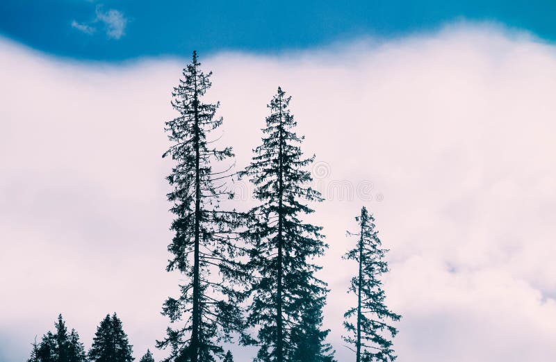 Fotoschilderung mystisches Holz Nebelige gruselige Szene Bäume silhou stockbild Fotoschilderung mystisches Holz Nebelige gruselige Szene Bäume silhou stockbild