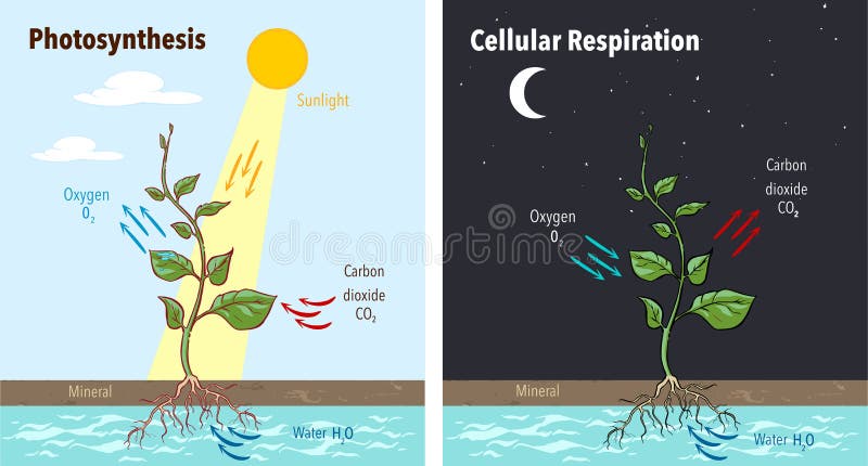 Photosynthesis accumulating sugar and cellular respiration fueling all plants functions day night 2 educational posters vector illustration. Photosynthesis accumulating sugar and cellular respiration fueling all plants functions day night 2 educational posters vector illustration.