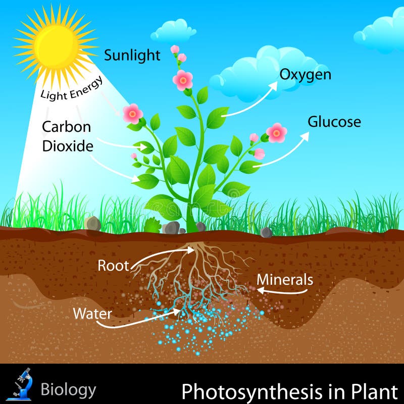 Fotosíntesis en planta