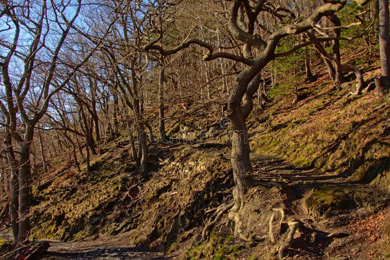Fotvandra banan som är stigande i en solig vårskog med lockiga kala träd i Ardennes royaltyfri foto Fotvandra banan som är stigande i en solig vårskog med lockiga kala träd i Ardennes royaltyfri foto