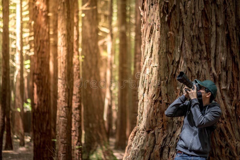 Fotógrafo masculino novo que toma a foto na floresta da sequoia vermelha fotografia de stock Fotógrafo masculino novo que toma a foto na floresta da sequoia vermelha fotografia de stock