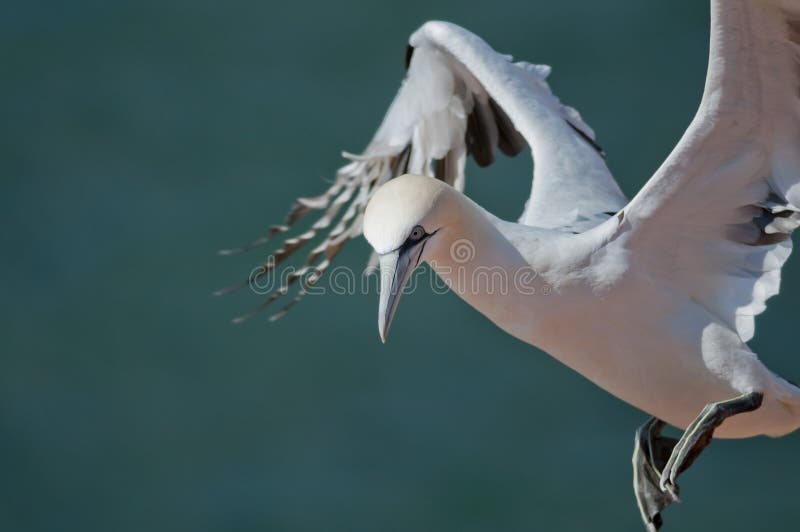 Fou de Bassan du nord volant photo stock Fou de Bassan du nord volant photo stock