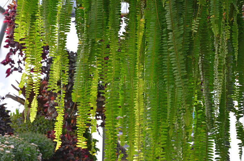 Fougère verte de feuille à la lumière du soleil images libres de droits Fougère verte de feuille à la lumière du soleil images libres de droits