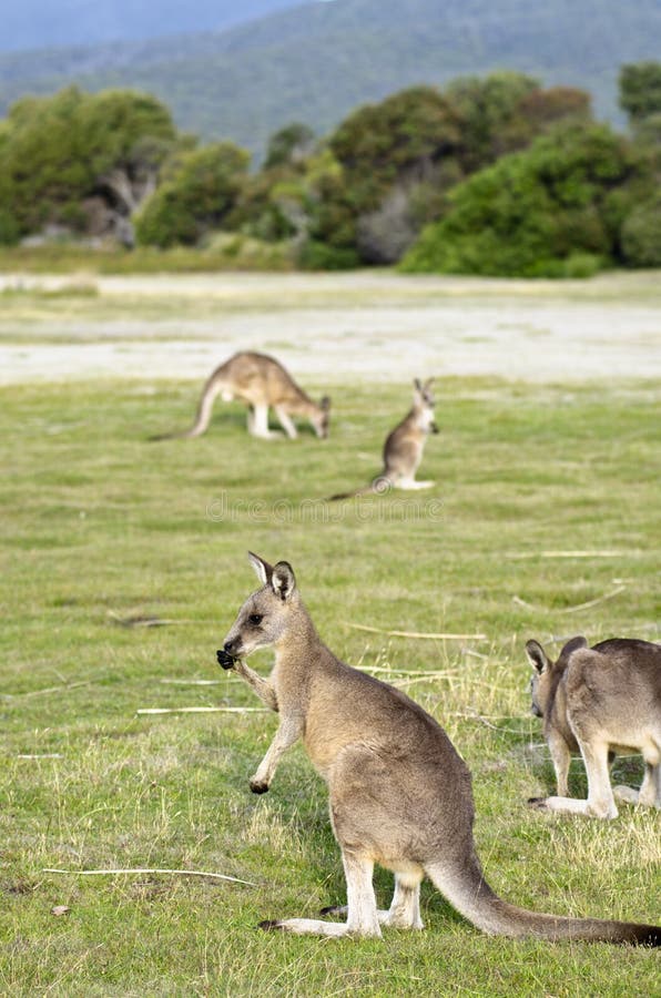 Kangaroos at Narawntapu National Park, Tasmania, Australia. Kangaroos at Narawntapu National Park, Tasmania, Australia