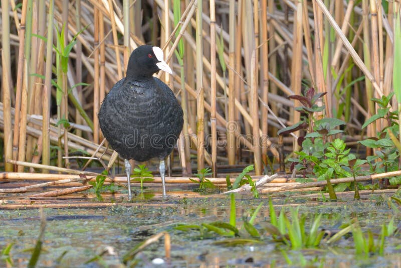 Foulque maroule commune et x28 ; Atra& x29 de Fulica ; images libres de droits Foulque maroule commune et x28 ; Atra& x29 de Fulica ; images libres de droits