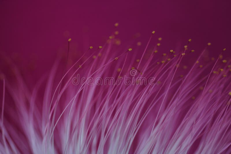 A world of a Flower stock image. Image of macro, nature 183014289