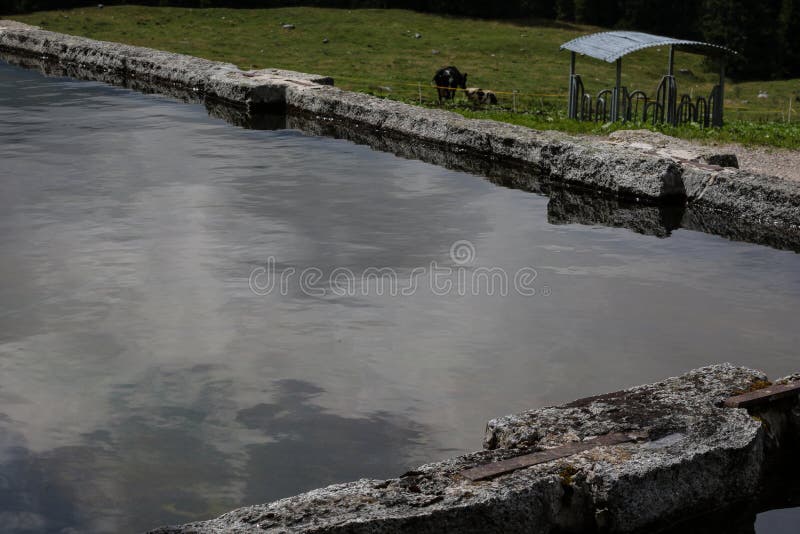 Fountain for cows stock image. Image of reflection, color 100140255