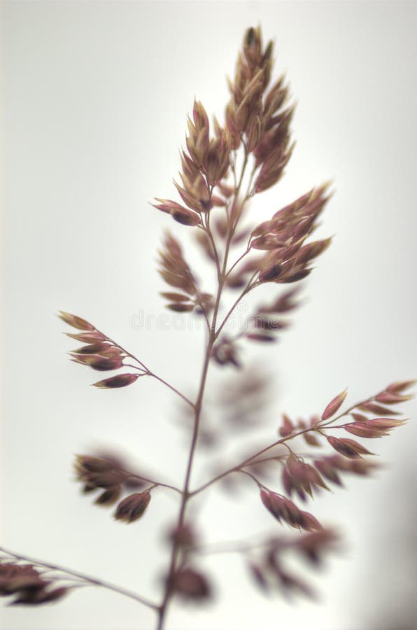 Fountain grass