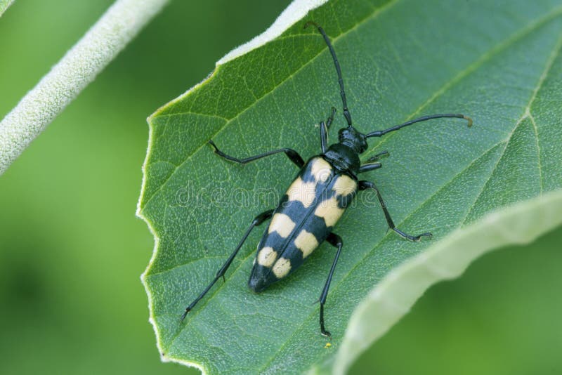 Four-banded Longhorn resting close-up