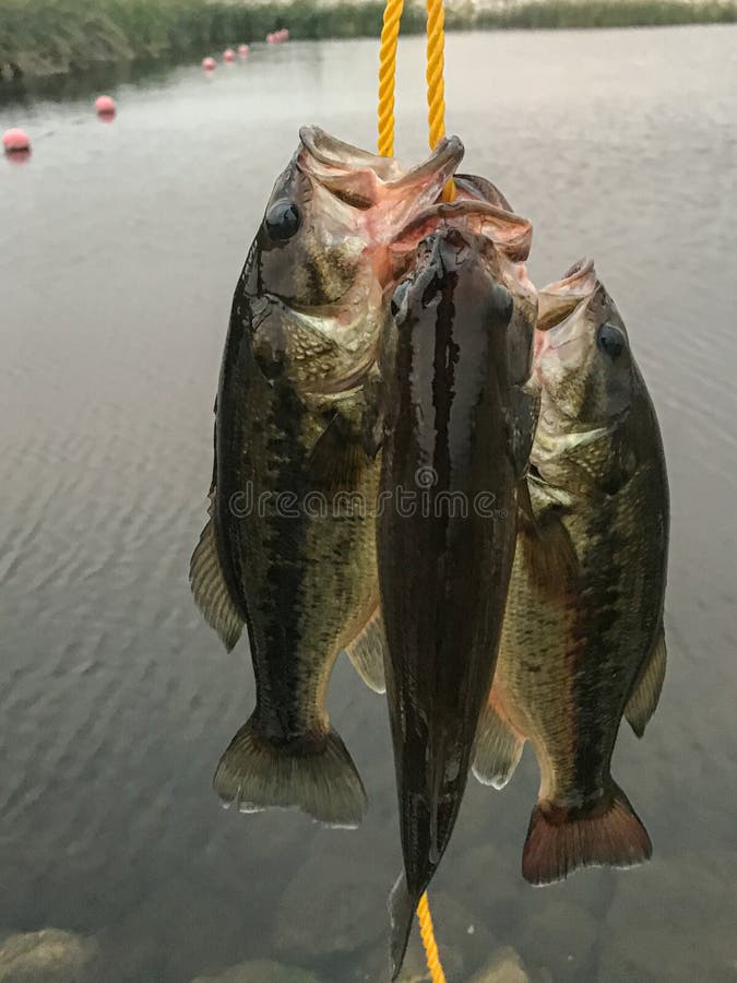 Three Largemouth Bass On Stringer Isolated Stock Photo 652795075