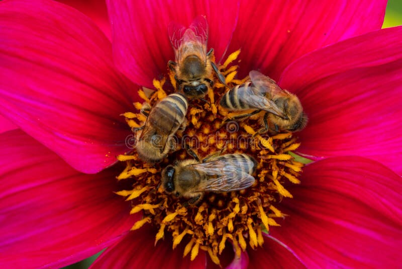 A red flower with bees stock photo. Image of flower 249225508