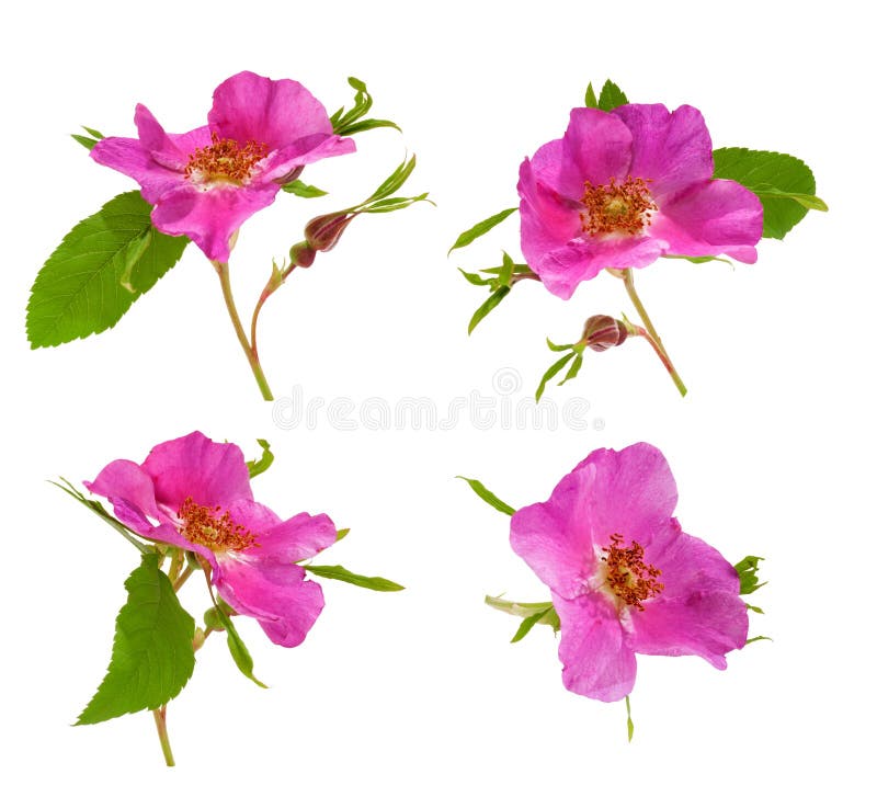 Four Blooming Flowers of Dog Rose at Various Angles on White Background