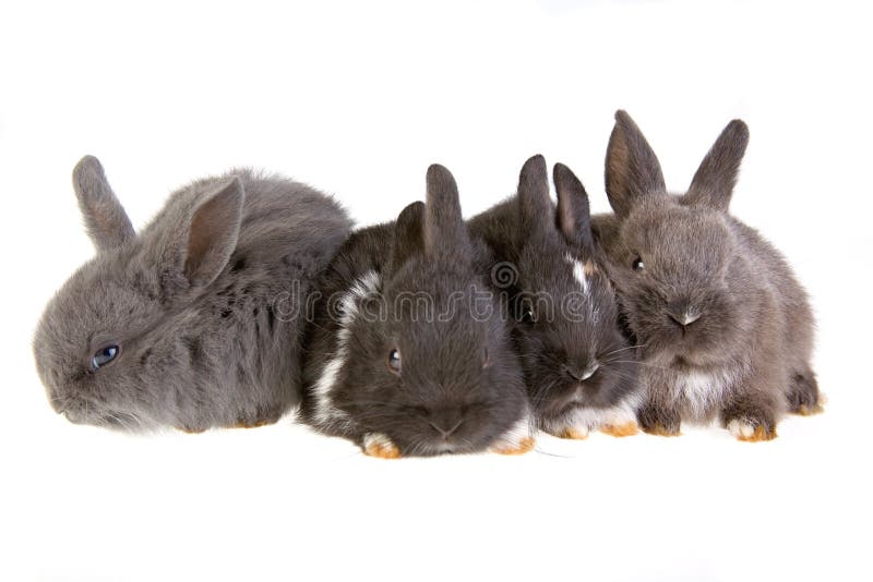 Four bunny