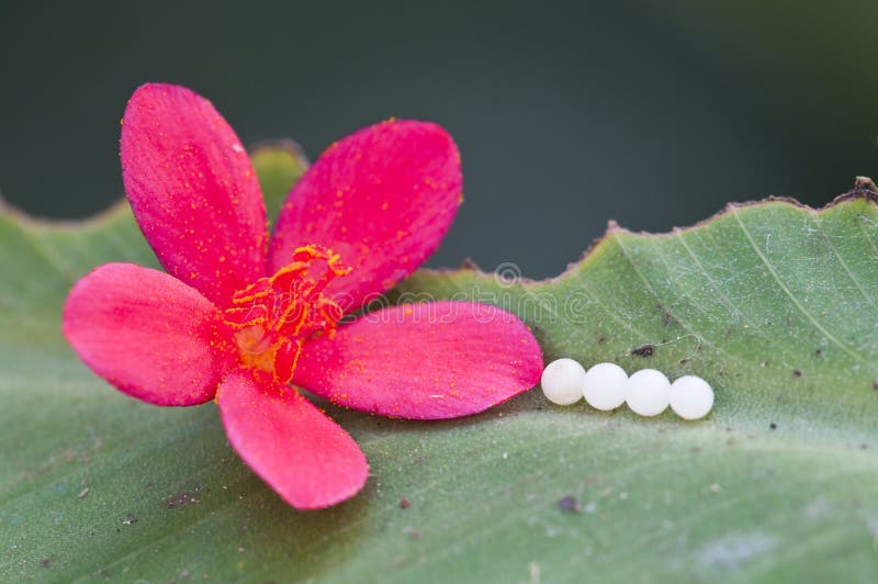 5,402 Butterfly Eggs Stock Photos Free & RoyaltyFree Stock Photos