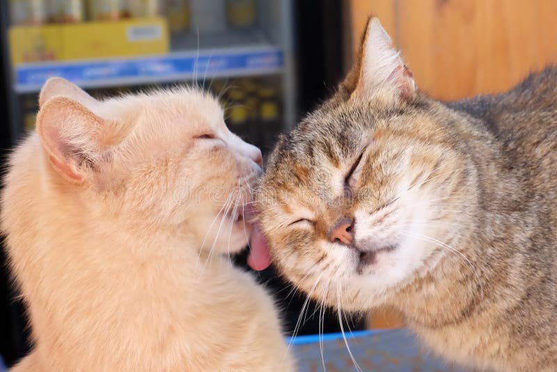 1 039 Romantic Cats Photos Free Royalty Free Stock Photos From Dreamstime