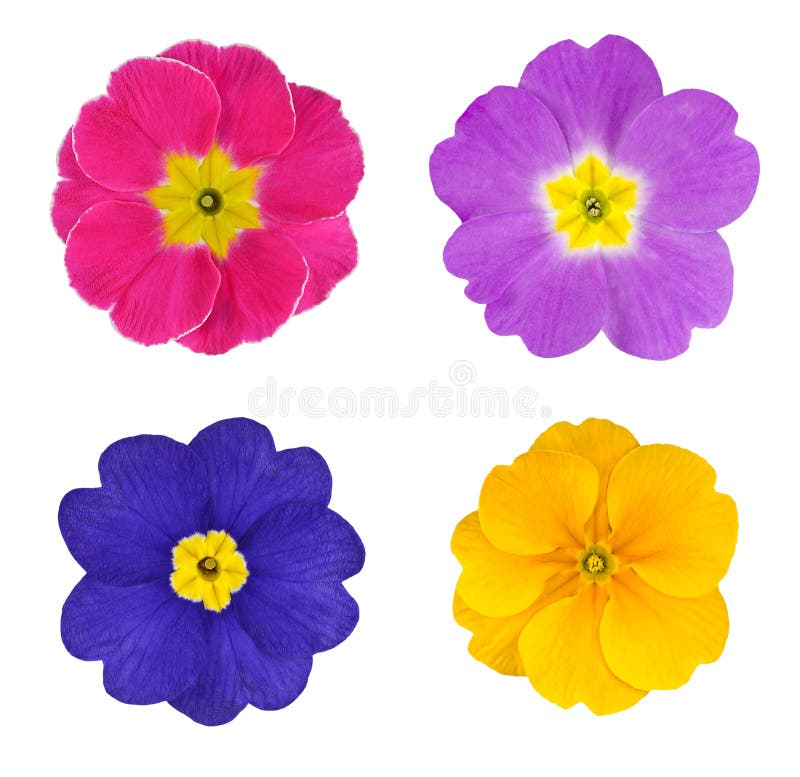 Four Colorful Primroses Flowers Isolated