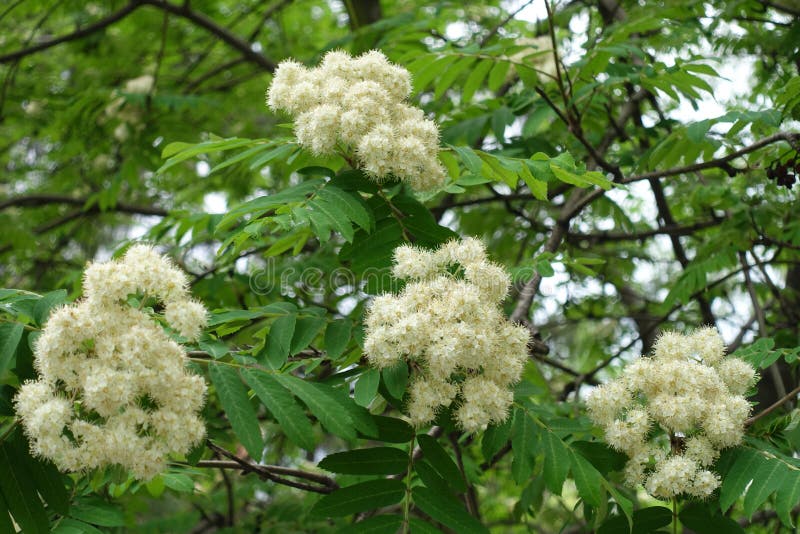 Four Corymbs of White Flowers of European Rowan in May Stock Photo ...