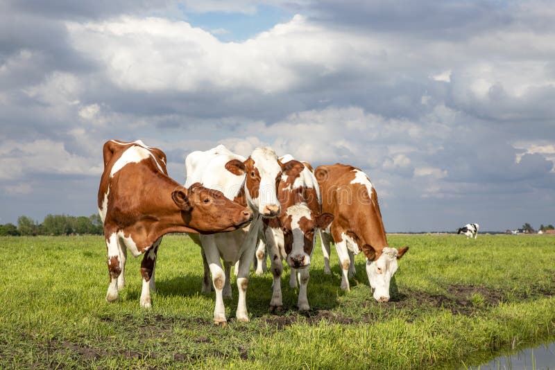 Four Cows Grazing Playful Next To Each Other in a Row, in a Green ...