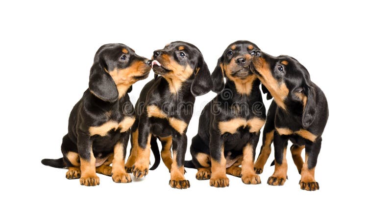 Four cute lovely puppies breed Slovakian Hund