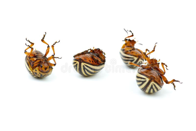 Four Dead Potato Bugs (leptinotarsa Decemlineata) Stock Image Image
