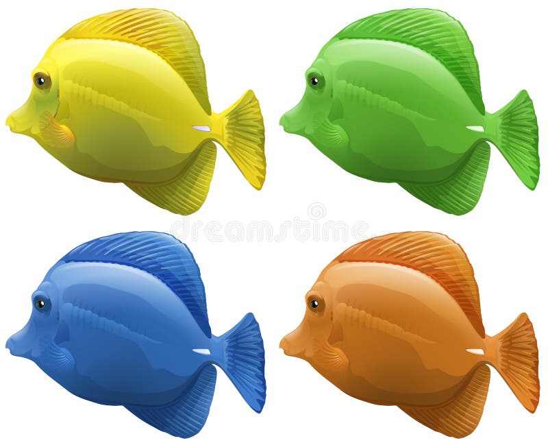 Four different colors of fish