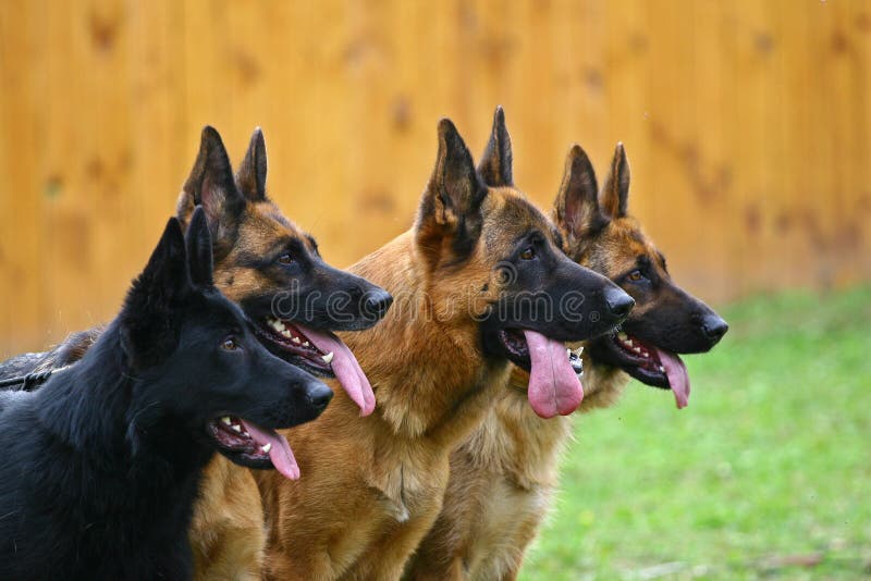 Quattro cani di razza pastore tedesco di un profilo attentamente guardare lontano.