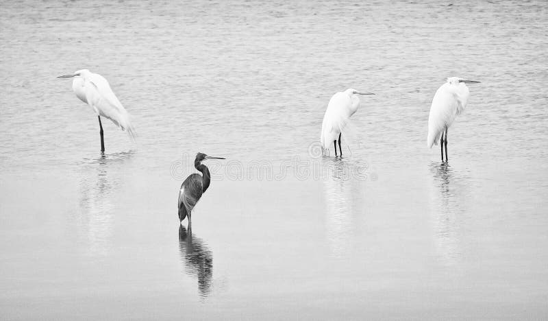 Four egrets wading artfully in still water