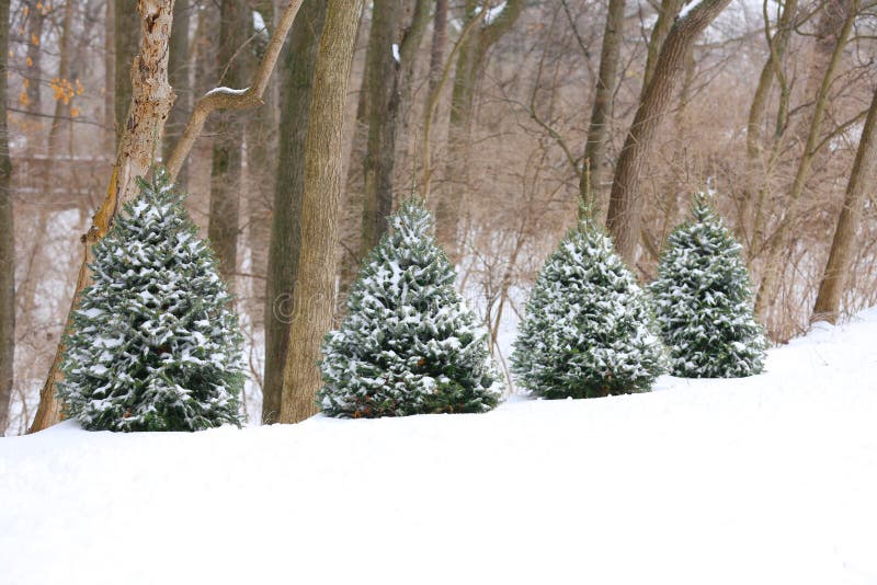 Four Evergreen trees in the snow in winter woods