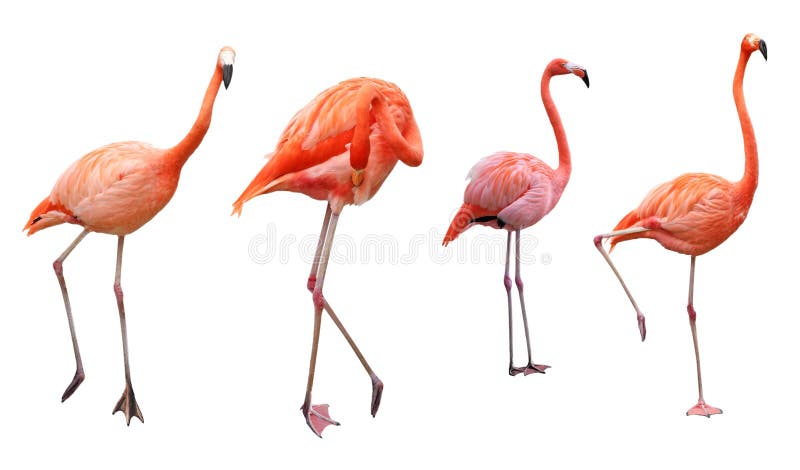 Four Flamingo