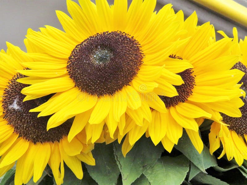 Bouquet of Fresh Cut Sunflowers in Full Bloom Stock Image Image of