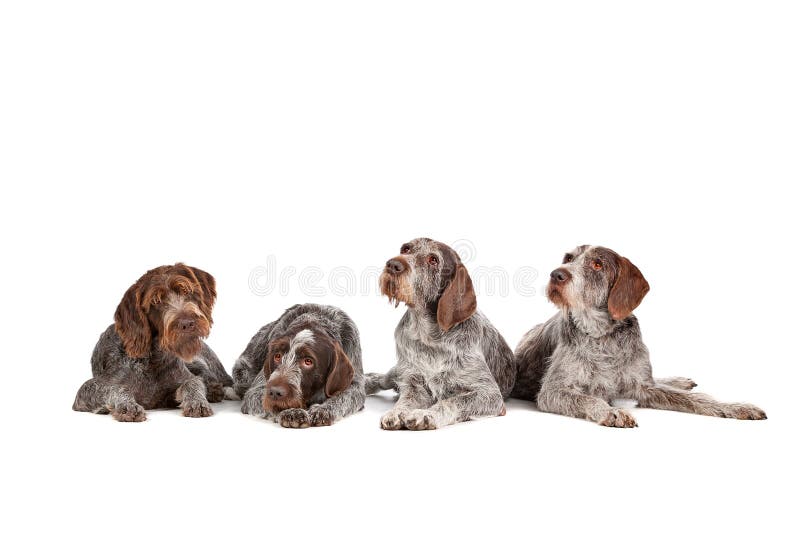 Four German Wirehaired Pointer dogs stock image
