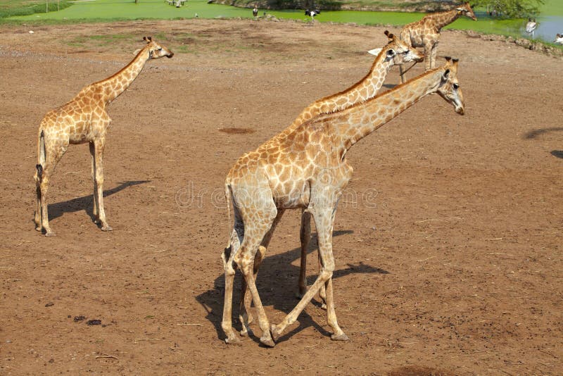 Giraffes Big Walk stock image. Image of nature, grass - 6227975