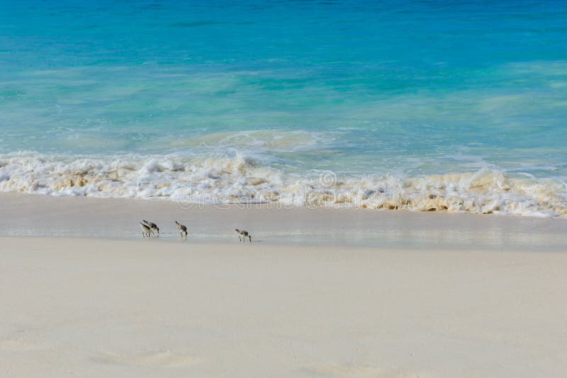 Four grey birds walk on beach coastline. Four grey seagulls walk on beach coastline. Tropical nature on Seychelles island royalty free stock photo Four grey birds walk on beach coastline. Four grey seagulls walk on beach coastline. Tropical nature on Seychelles island royalty free stock photo