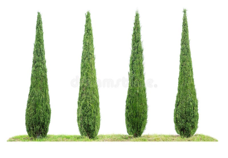 Four isolated cypresses on a white background