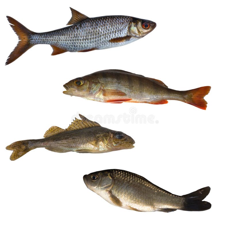 Four isolated fishes