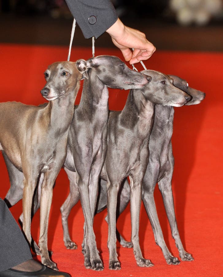 small greyhound type dog