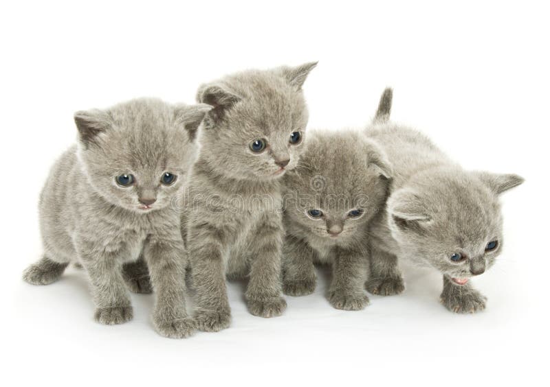 Four kittens over white