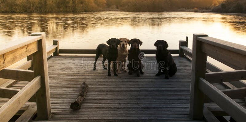 Four labradors