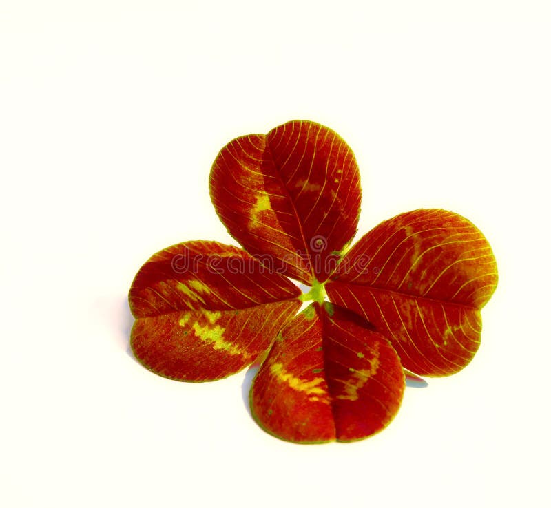 Four Leaf Clover Stock Images Image 13117294