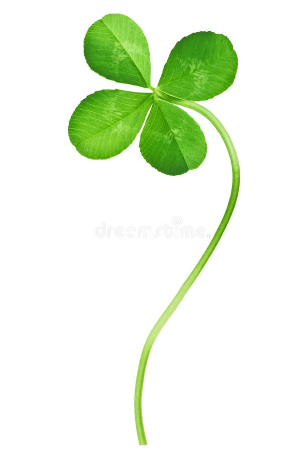 Čtyři Leaf Clover izolovaných na bílém.