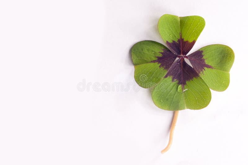 Four leaf clover royalty free stock image Four leaf clover royalty free stock image
