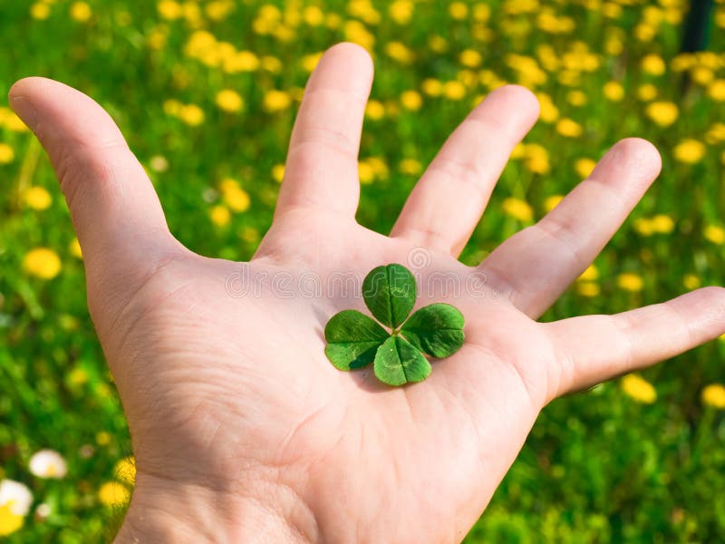 Four Leaf Clover royalty free stock photography Four Leaf Clover royalty free stock photography