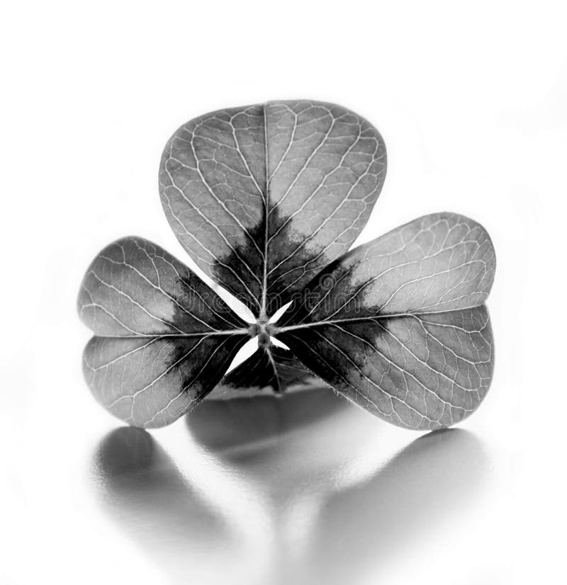 stock photo four leaf clover black white image