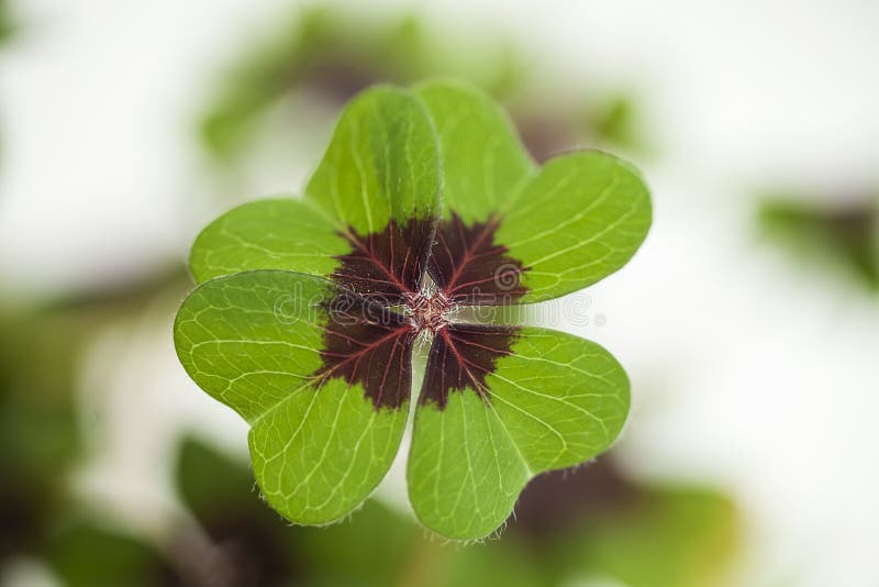 Four leaf clover stock photo Four leaf clover stock photo