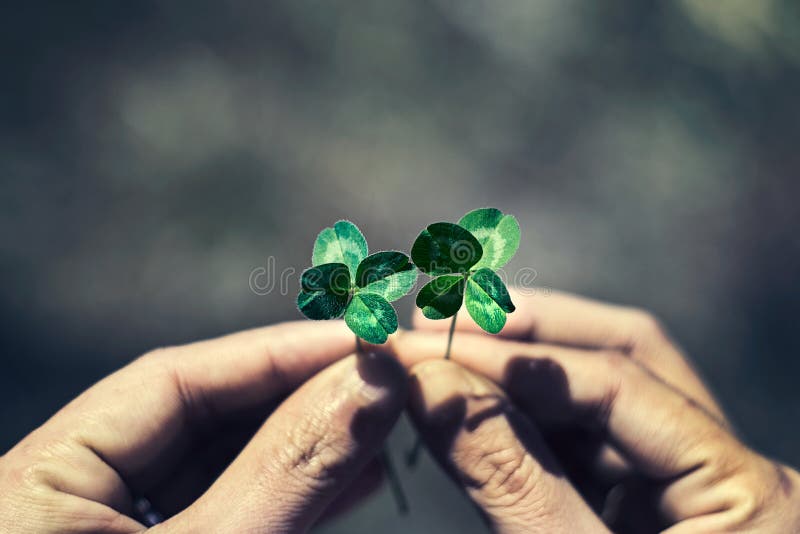 Four leaf clover in hands royalty free stock photography Four leaf clover in hands royalty free stock photography