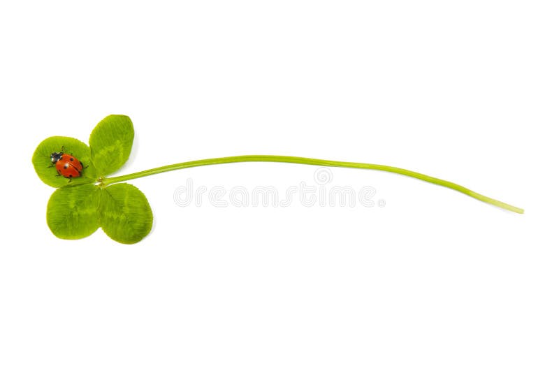 Four leaf clover and ladybird royalty free stock photos Four leaf clover and ladybird royalty free stock photos