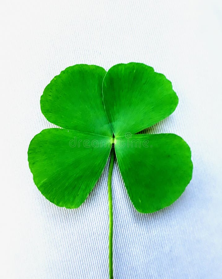 Four leaf clover clip art stock image. Image of flat - 208309045