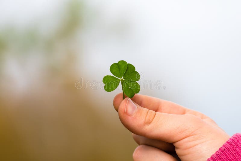 Four leaf clover in small hand royalty free stock photography Four leaf clover in small hand royalty free stock photography