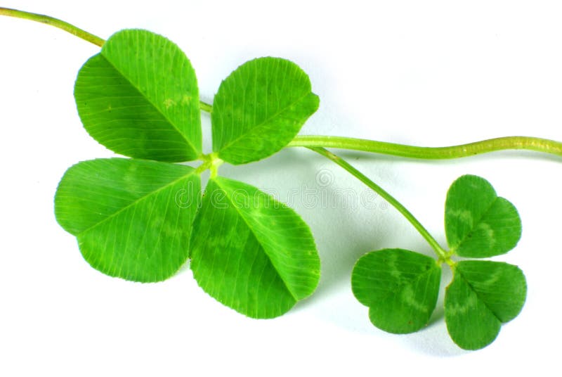 royalty free stock images four leaf clover three leaf clover image